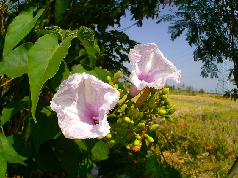 Gloria De La Manana