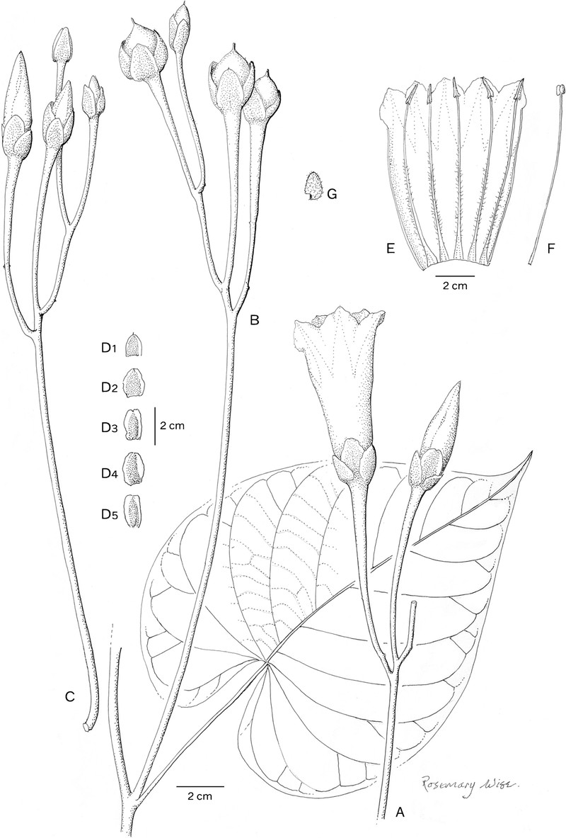 Ipomoea ceronii
