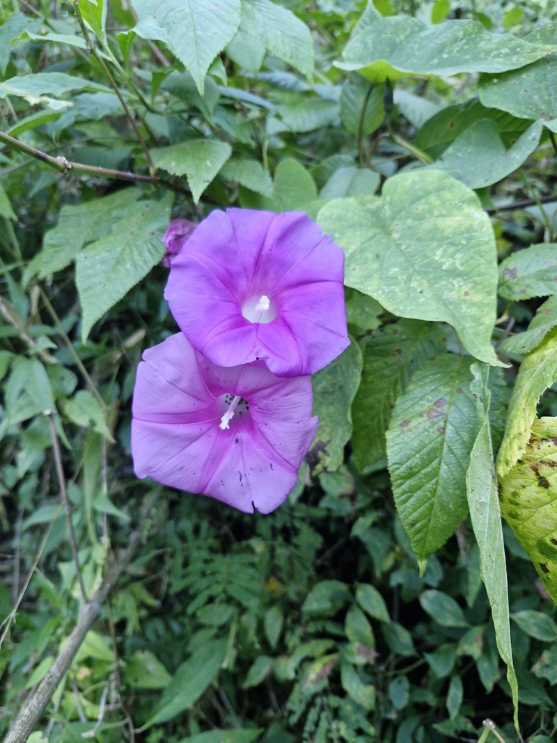 Ipomoea chenopodiifolia subsp. chenopodiifolia
