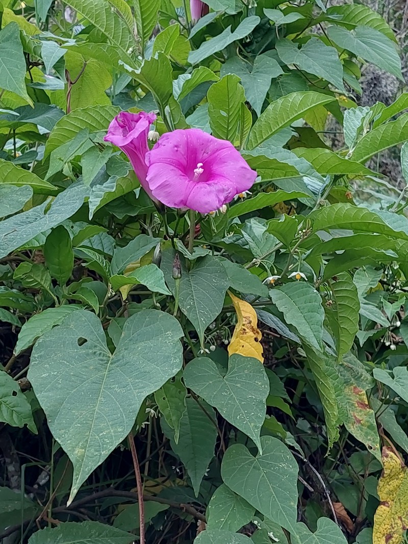 Ipomoea chenopodiifolia subsp. chenopodiifolia photo 2