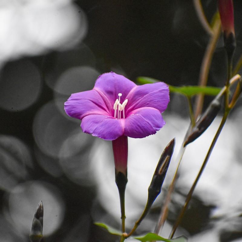 Ipomoea chenopodiifolia subsp. signata