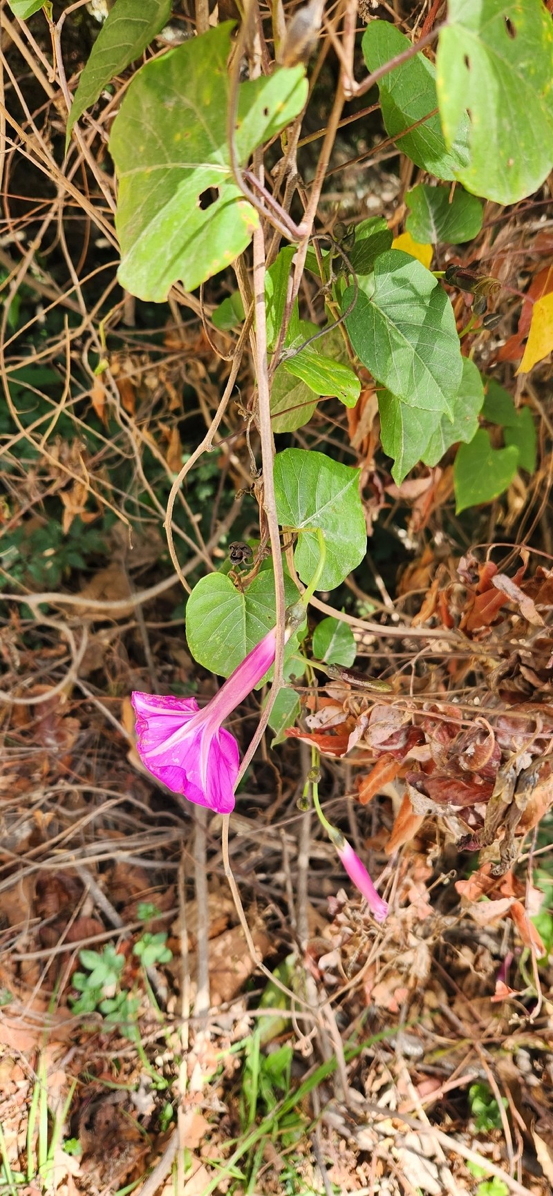 Ipomoea chenopodiifolia subsp. signata photo 2