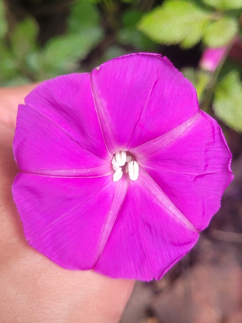 Ipomoea chenopodiifolia subsp. signata photo 3