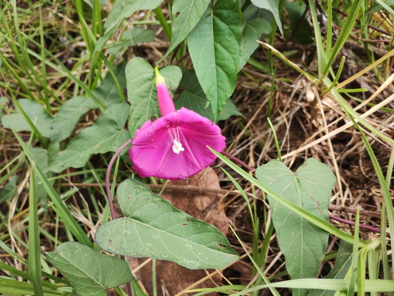 Ipomoea chenopodiifolia subsp. signata photo 4