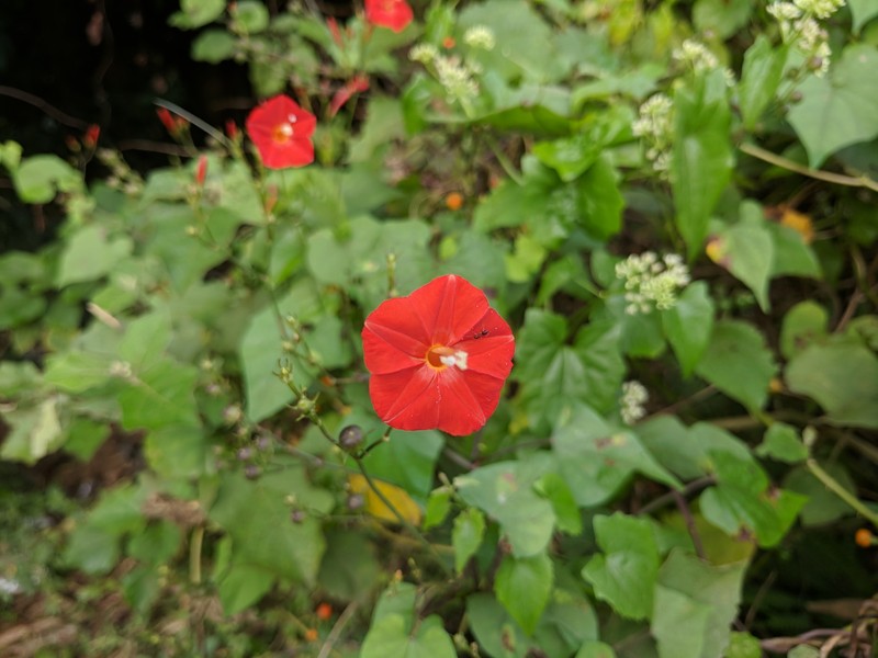 Redstar photo 3