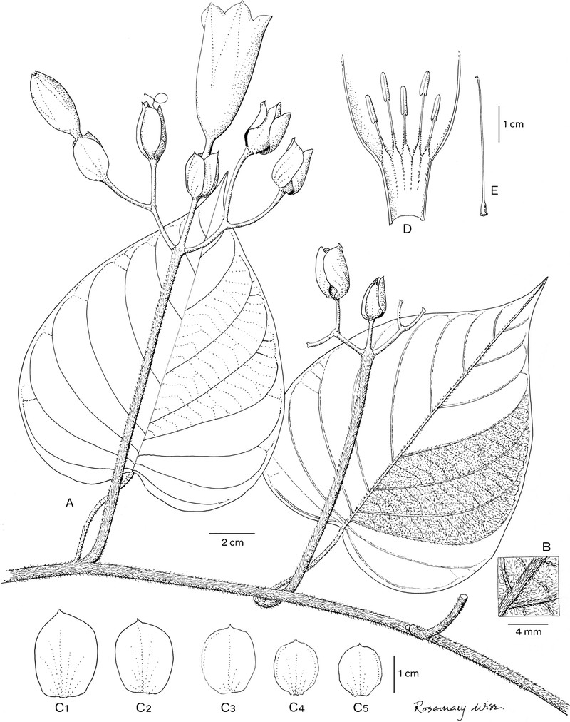 Ipomoea condorensis