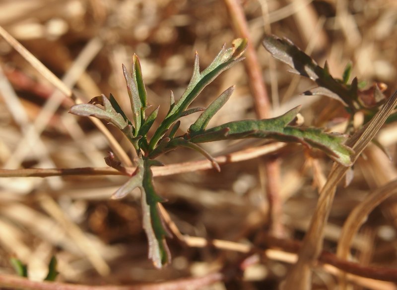 Alamovine