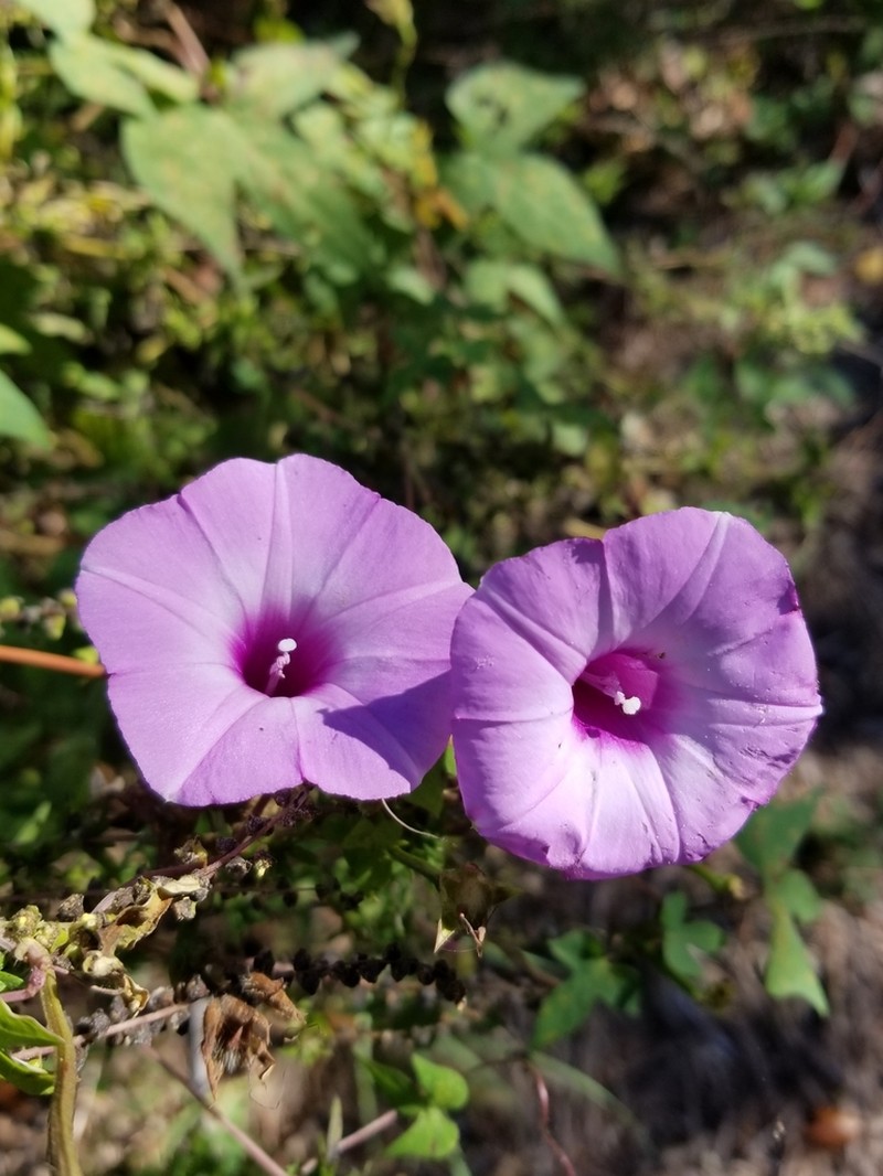 Tievine