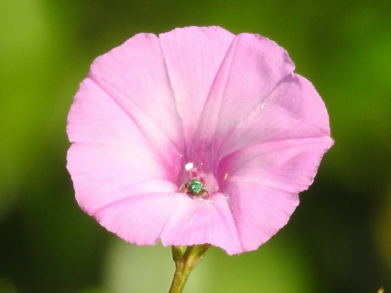 Tievine photo 4