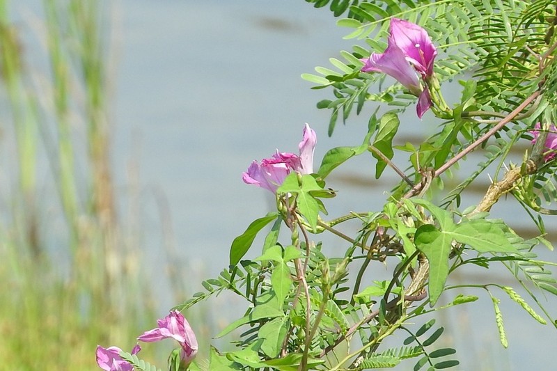 Tievine photo 5