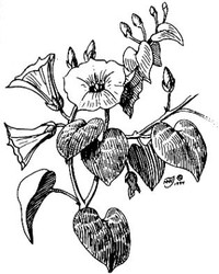 Heartleaf Morning-Glory