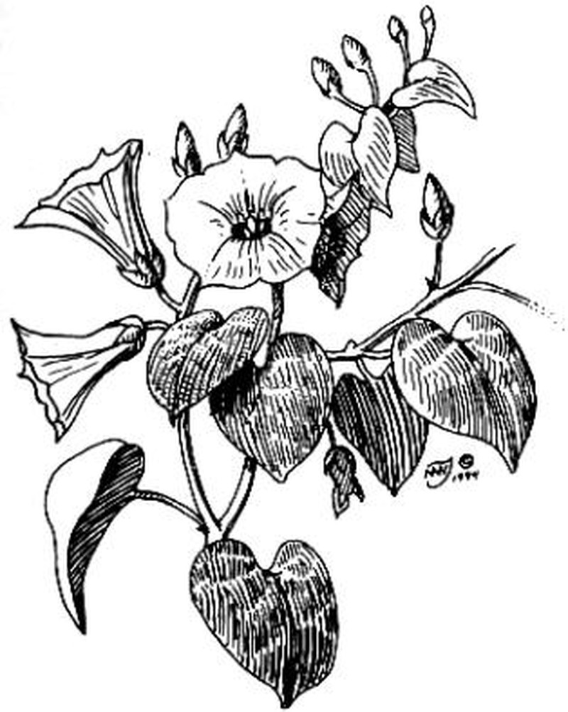 Heartleaf Morning-Glory