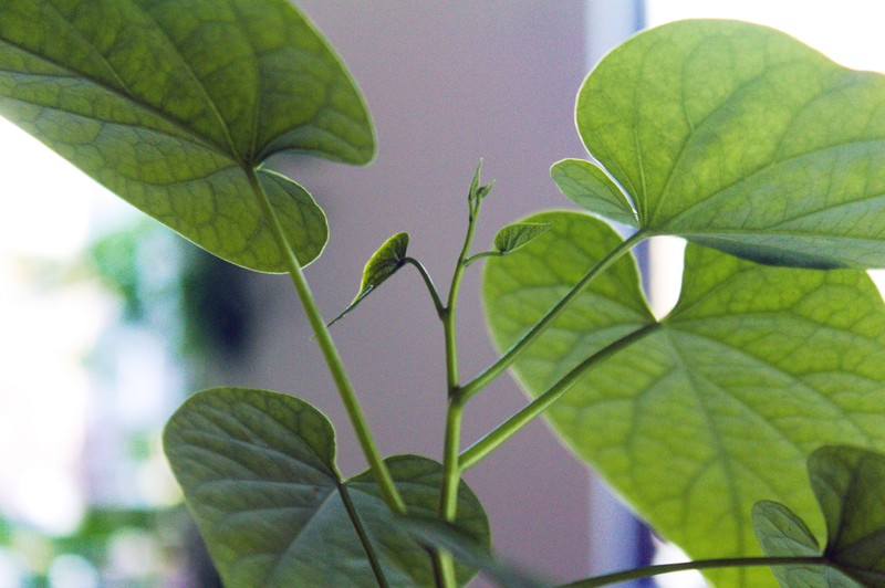 Heartleaf Morning-Glory photo 4