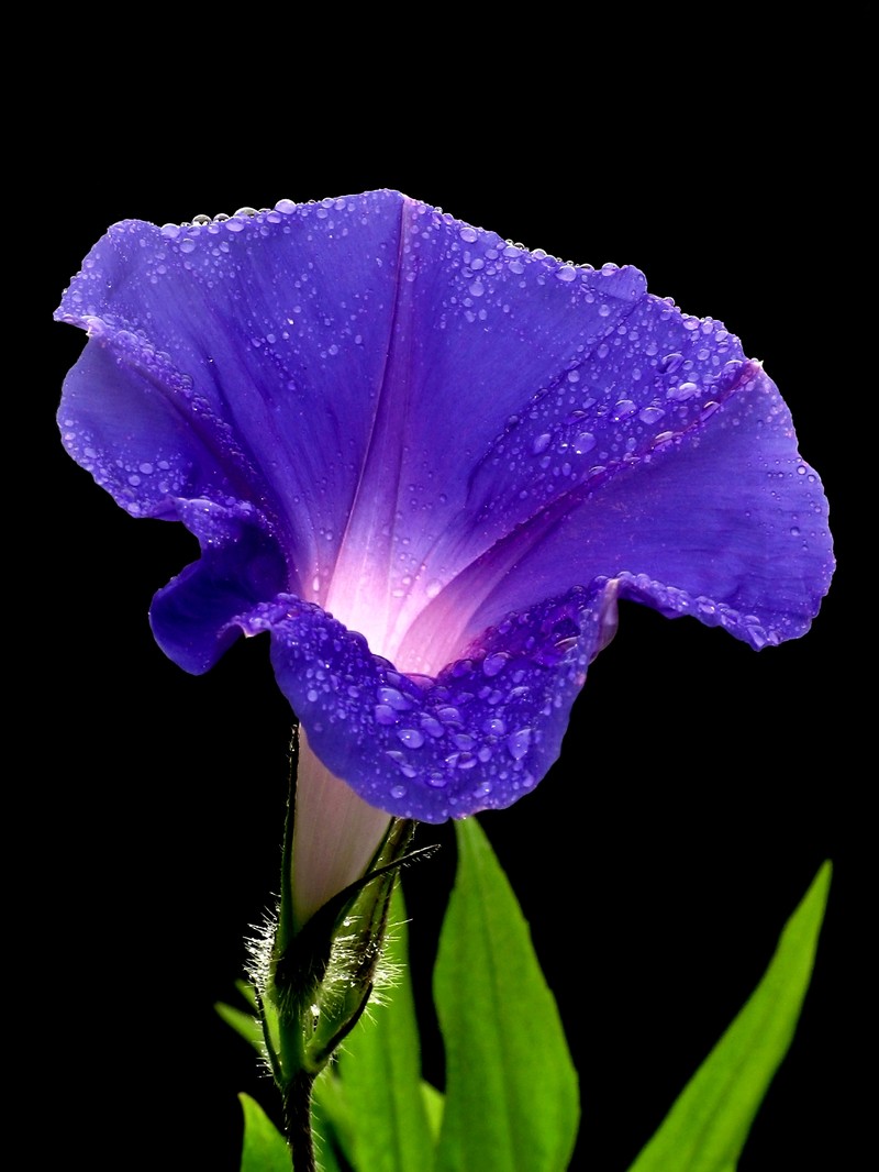Heartleaf Morning-Glory photo 5