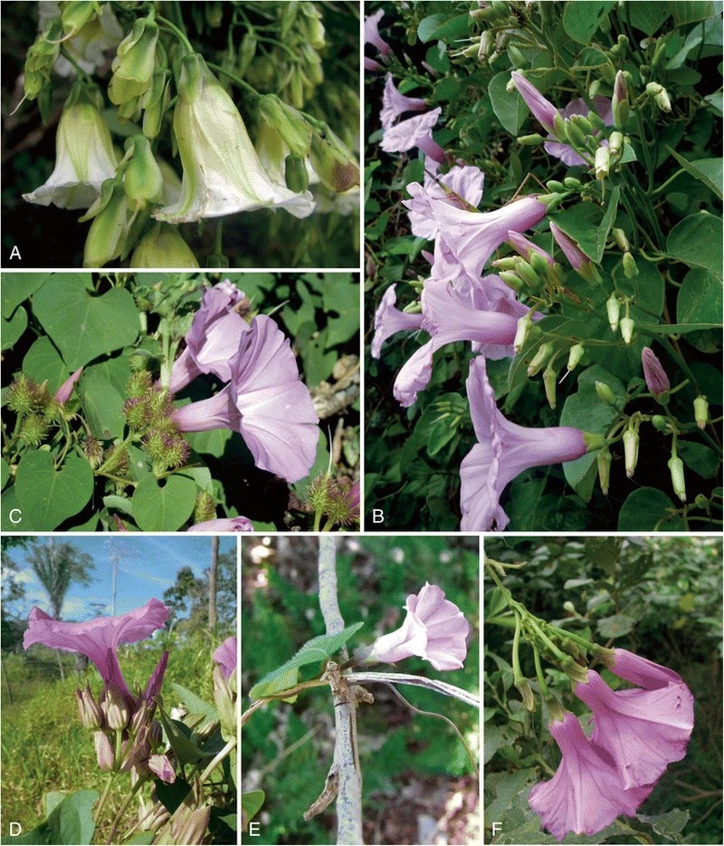 Heartleaf Morning-Glory photo 6