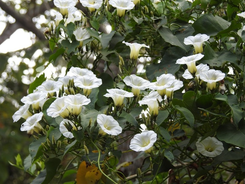Heartleaf Morning-Glory photo 8