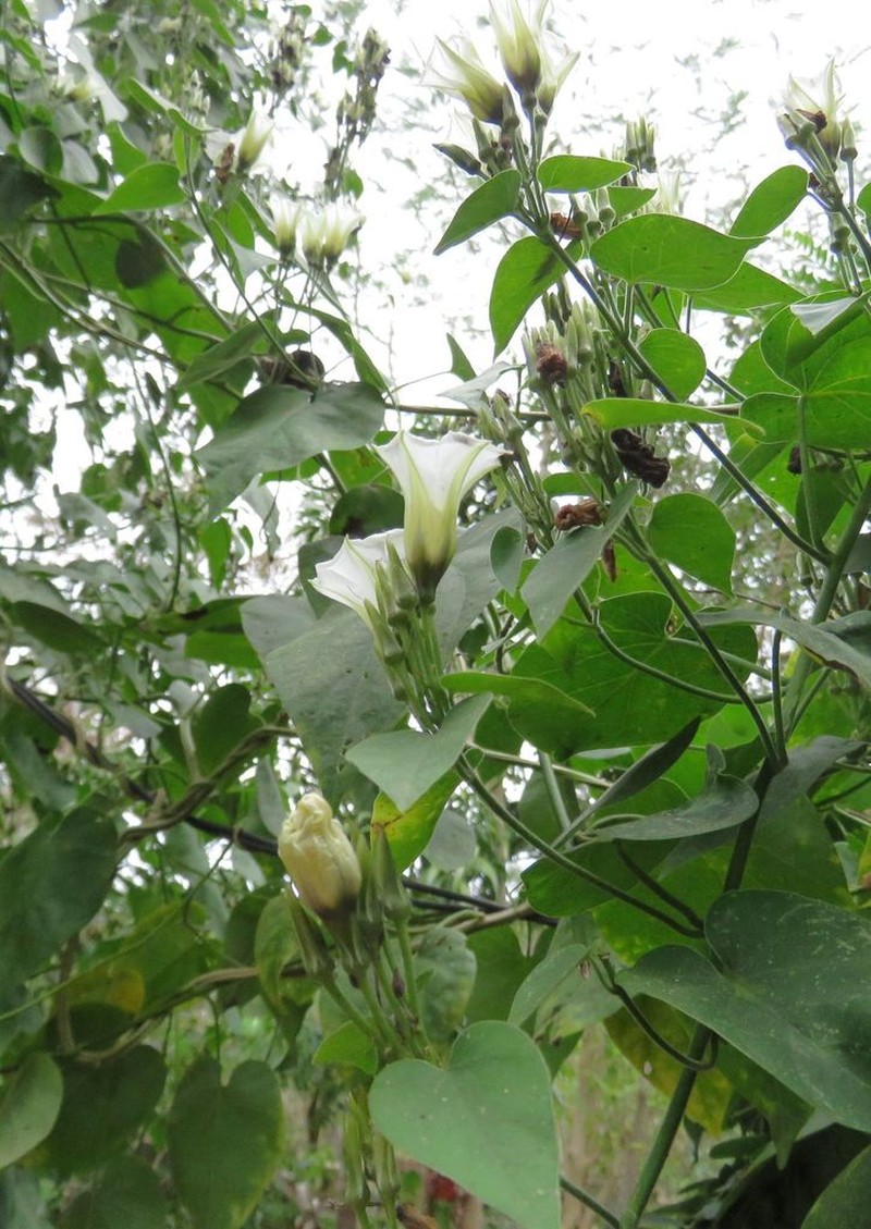 Christmasvine photo 2