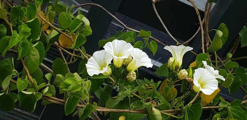 Christmasvine photo 4