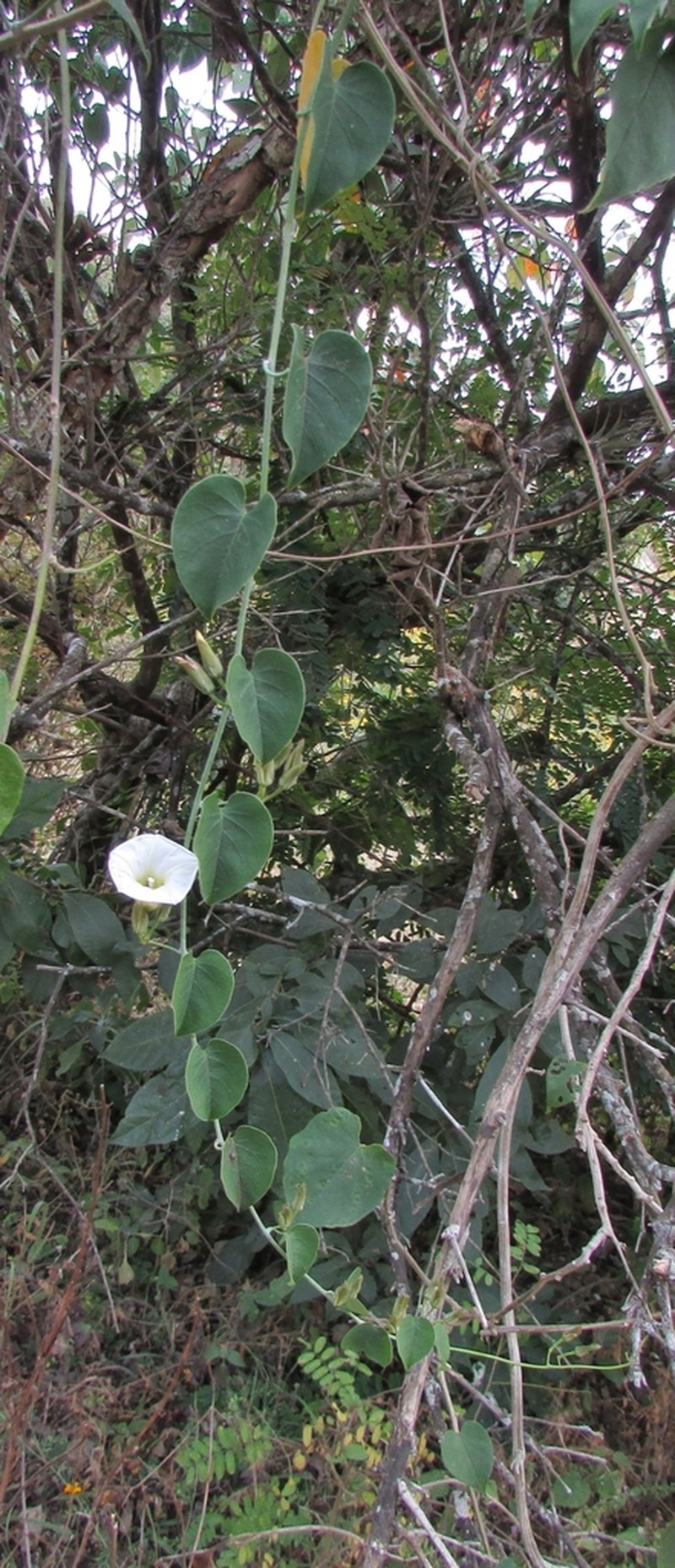 Christmasvine photo 6