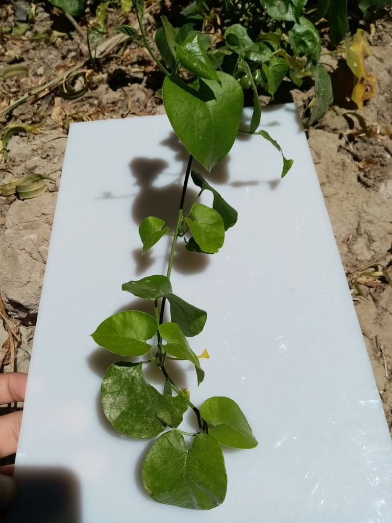 Christmasvine photo 8