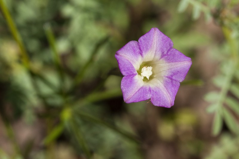Crestrib Morning-Glory