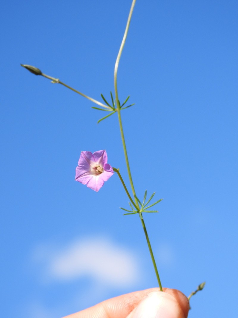 Crestrib Morning-Glory photo 2