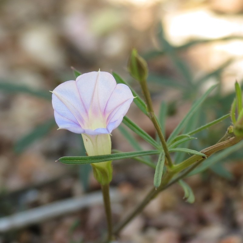 Crestrib Morning-Glory photo 3
