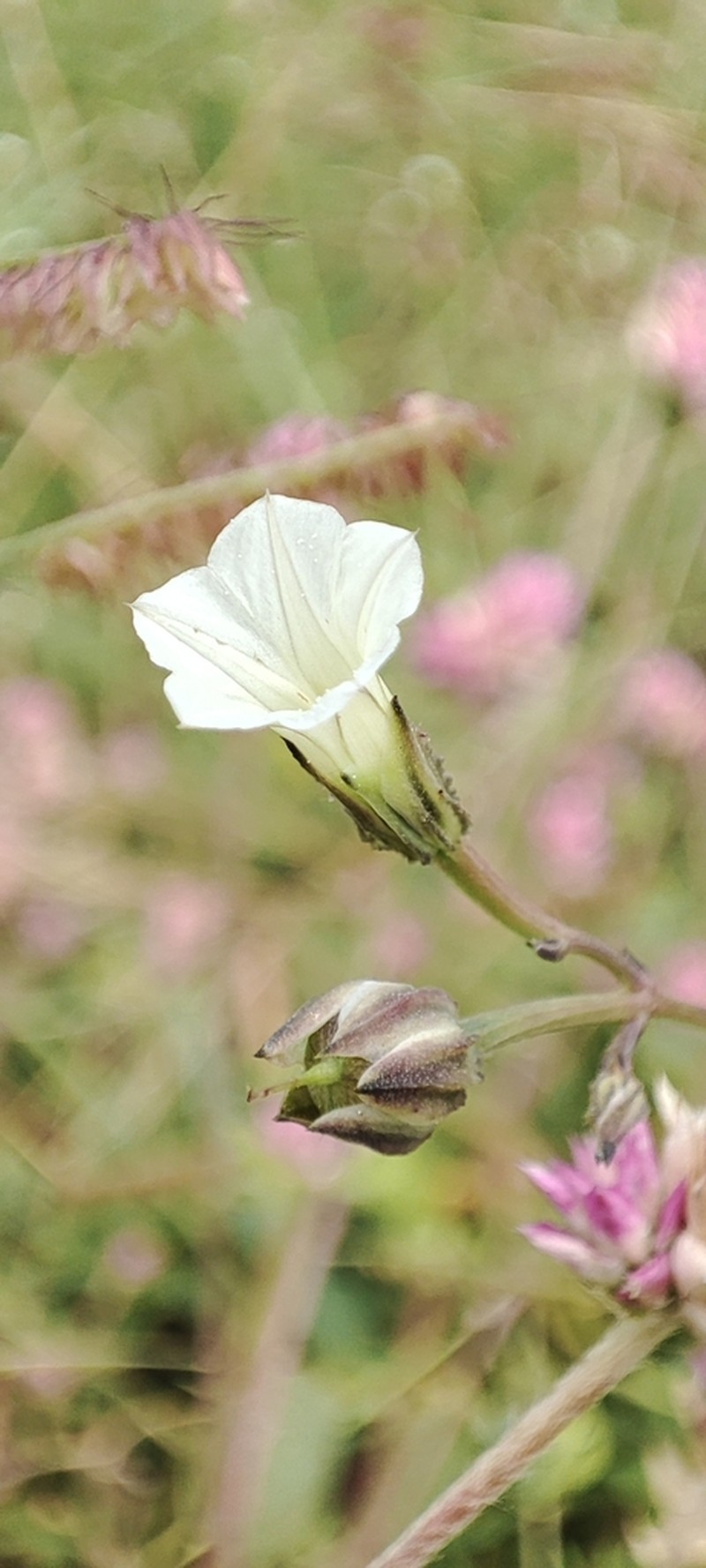 Crestrib Morning-Glory photo 4