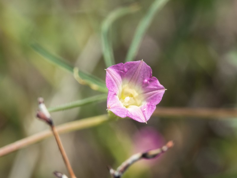 Crestrib Morning-Glory photo 5