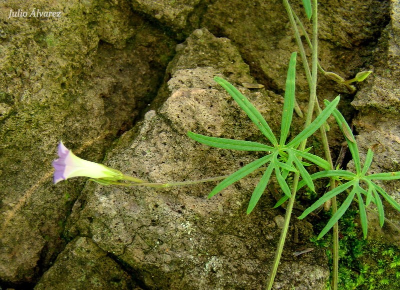 Crestrib Morning-Glory photo 6