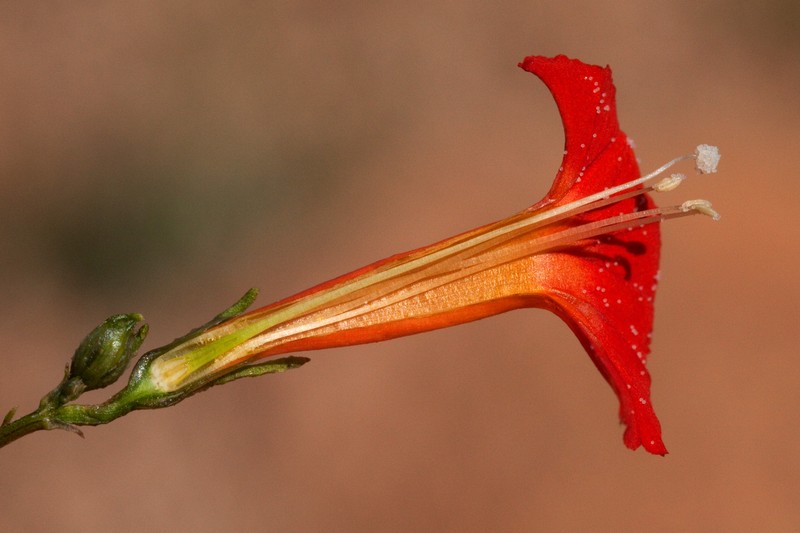 Trans-Pecos Morning-Glory