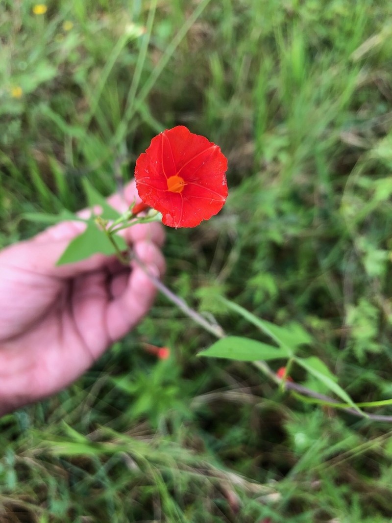Trans-Pecos Morning-Glory