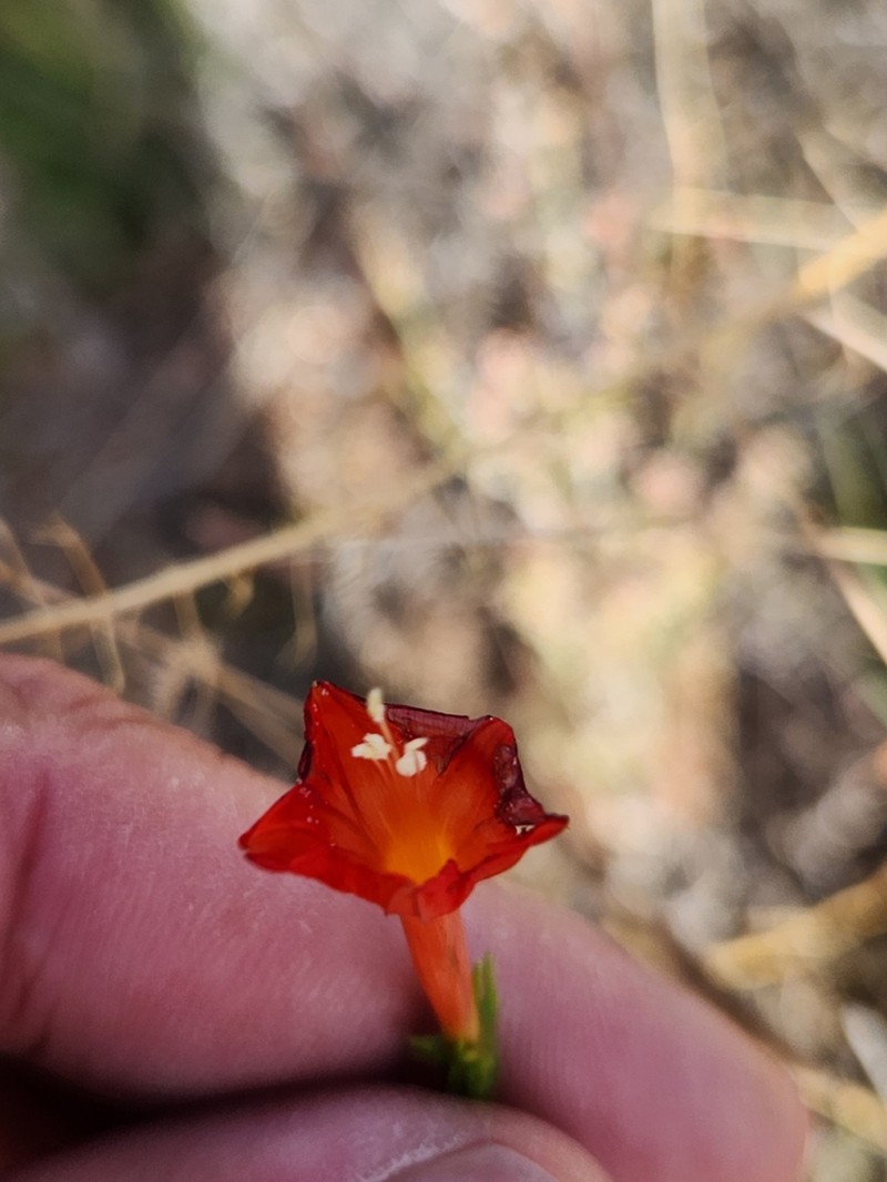 Trans-Pecos Morning-Glory photo 2