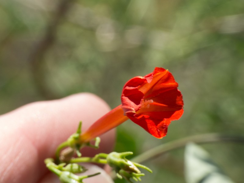 Trans-Pecos Morning-Glory photo 3