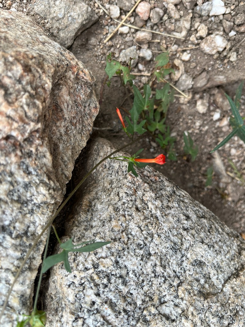Trans-Pecos Morning-Glory photo 4