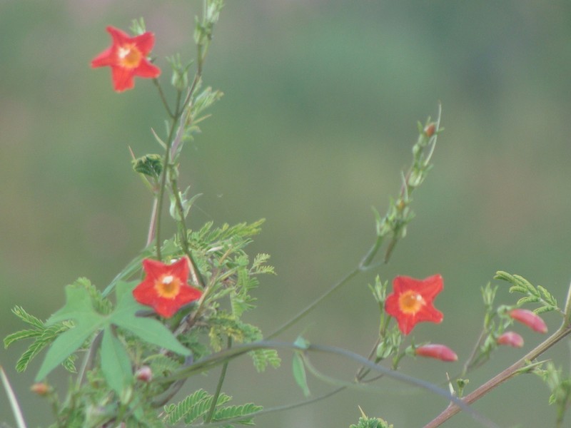 Trans-Pecos Morning-Glory photo 6