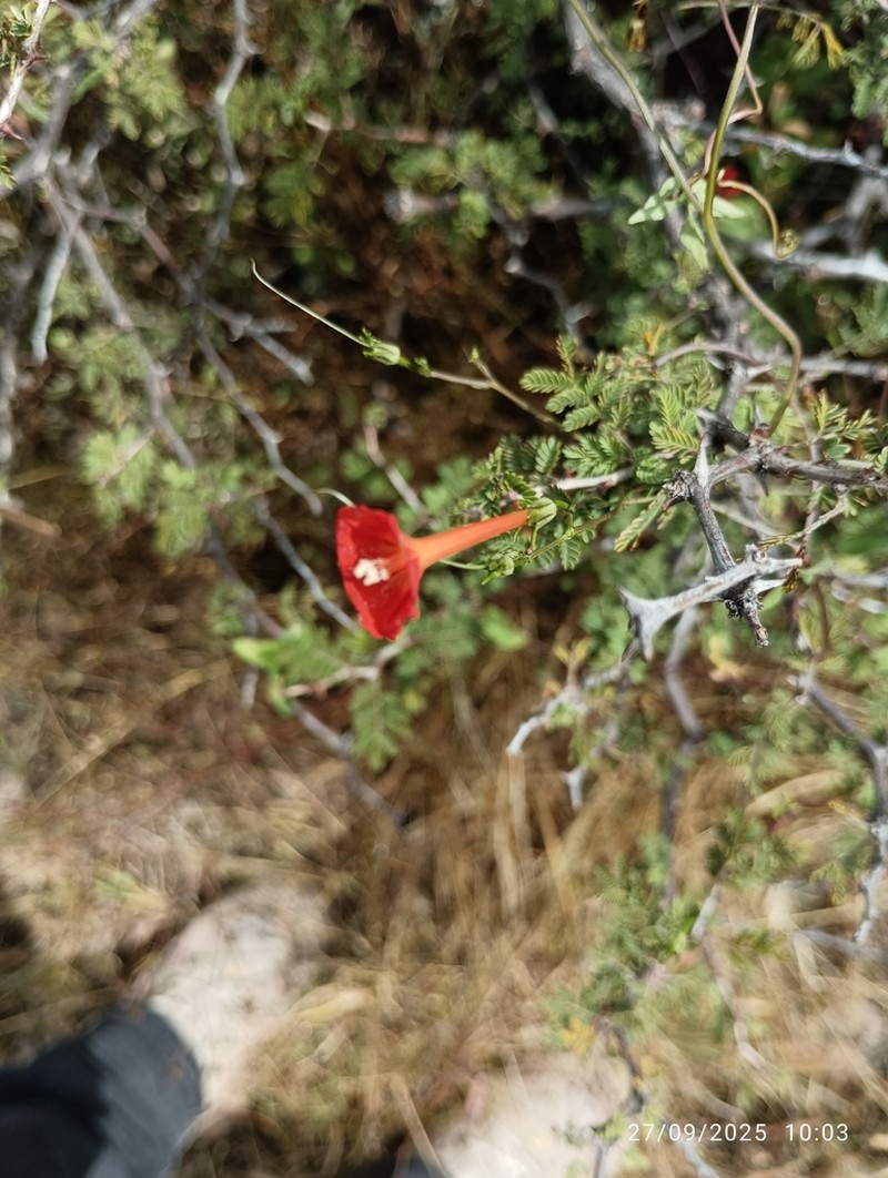 Trans-Pecos Morning-Glory photo 7