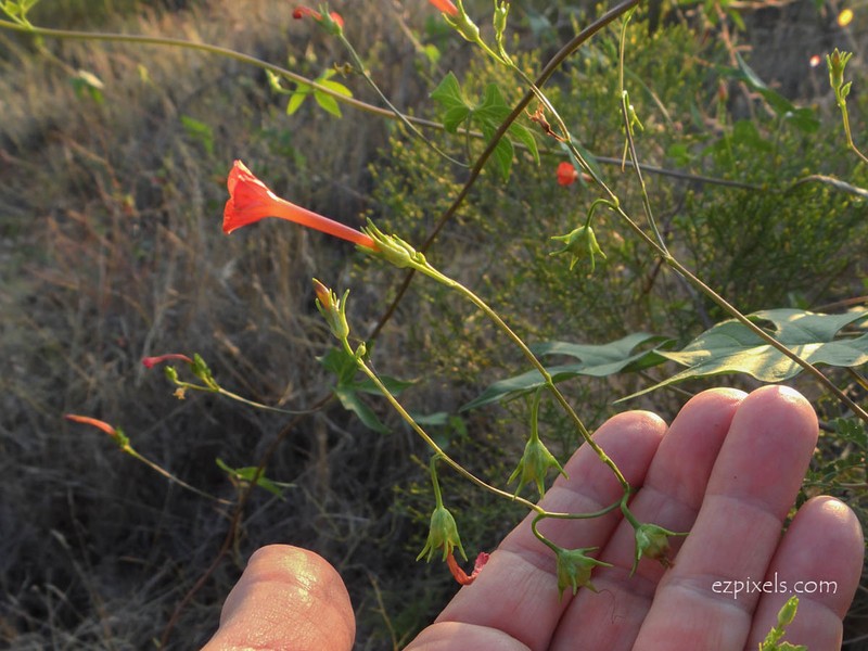 Trans-Pecos Morning-Glory photo 8