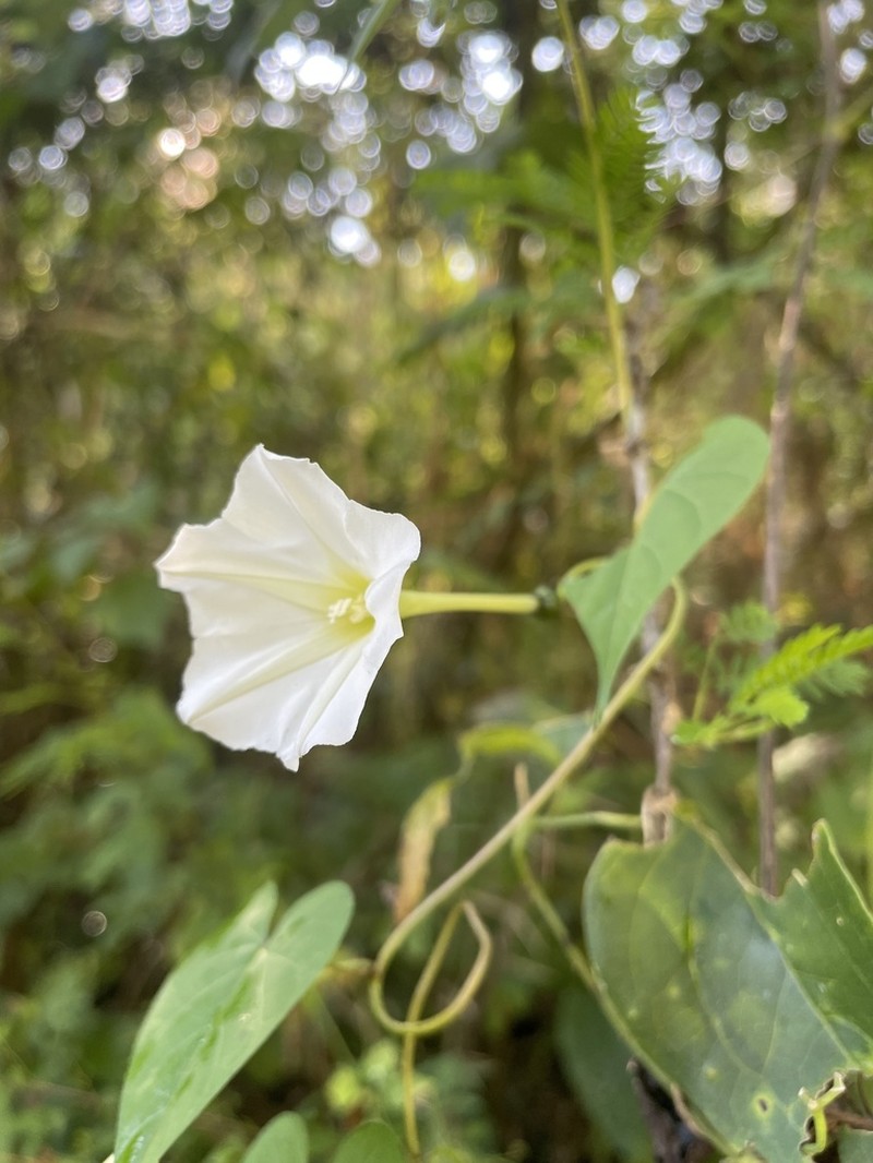 Ipomoea discoidea