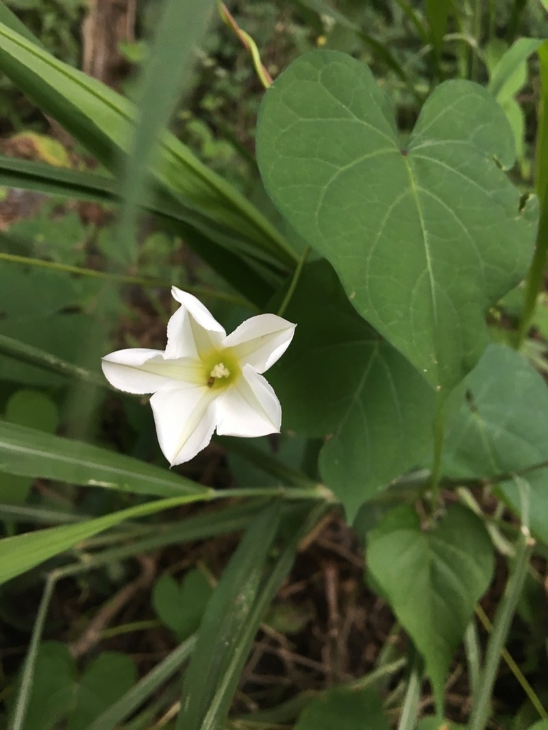 Ipomoea discoidea photo 2