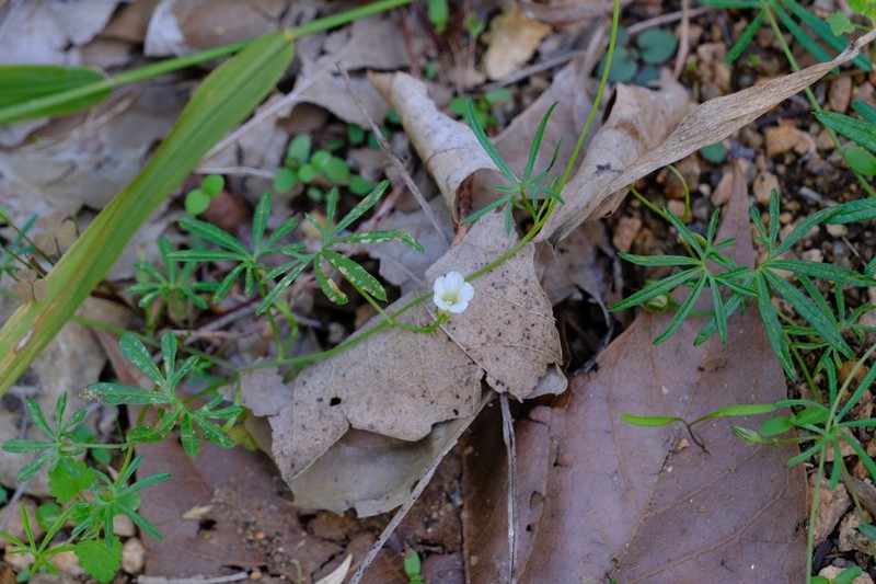 Ipomoea edwardsensis photo 2