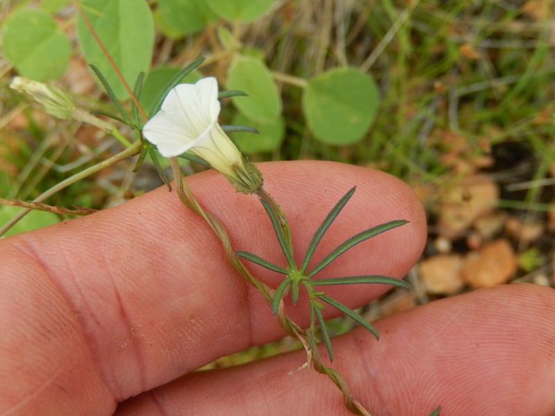 Ipomoea edwardsensis photo 3