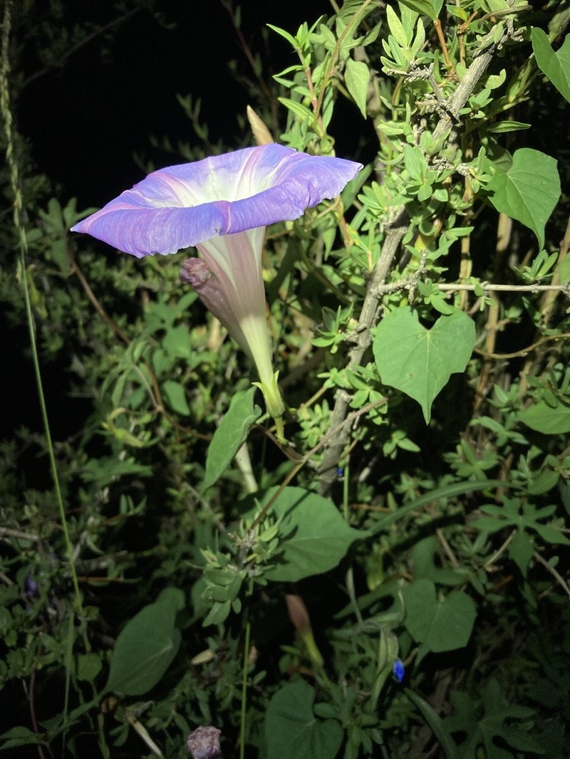 Ipomoea gilana photo 2