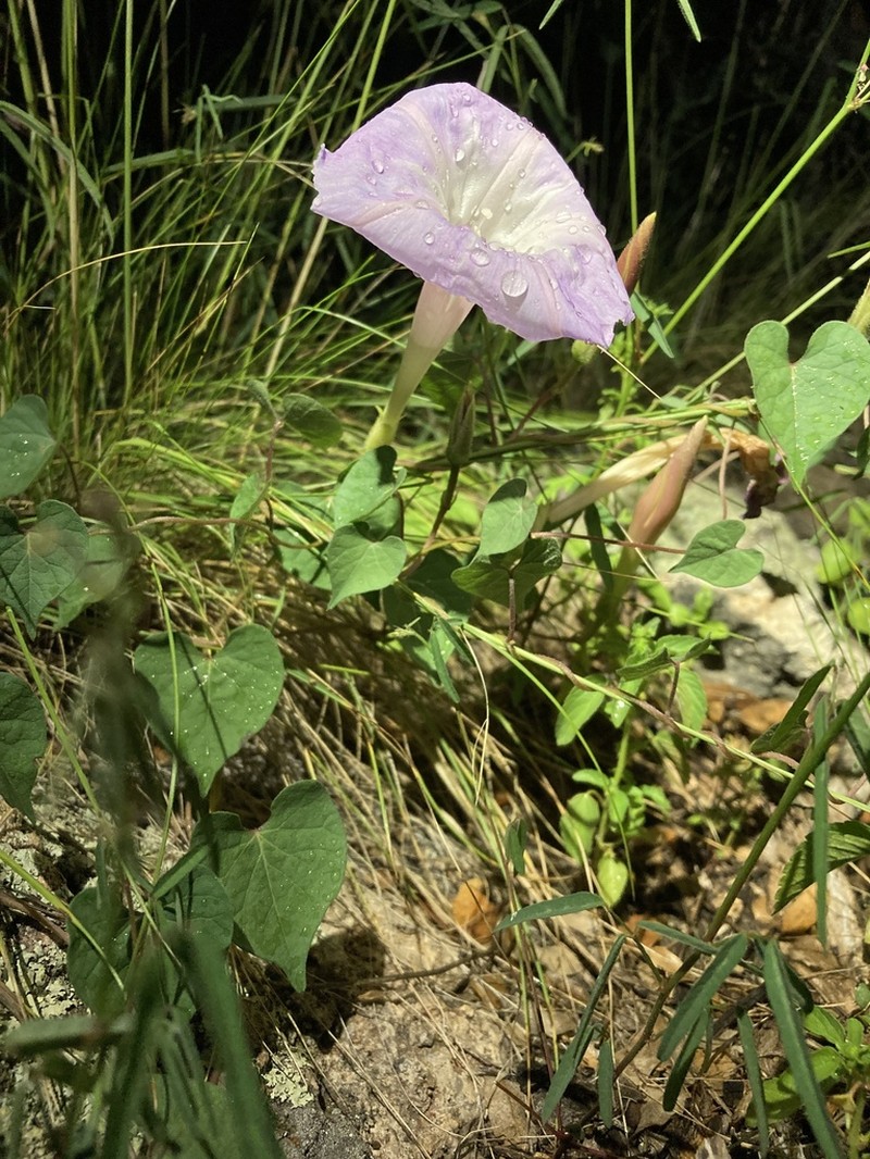 Ipomoea gilana photo 3