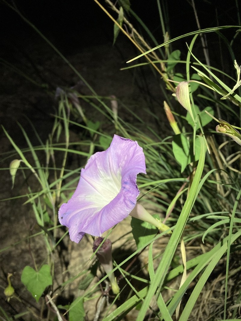 Ipomoea gilana photo 5