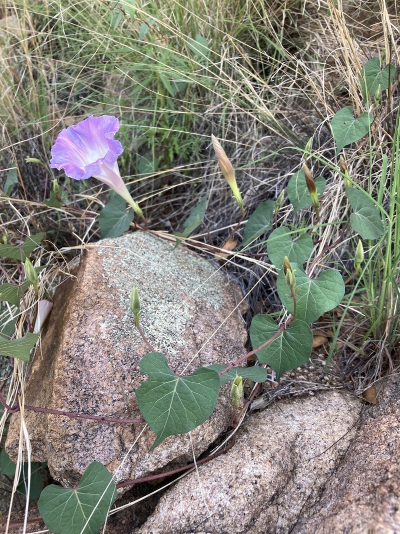 Ipomoea gilana photo 7