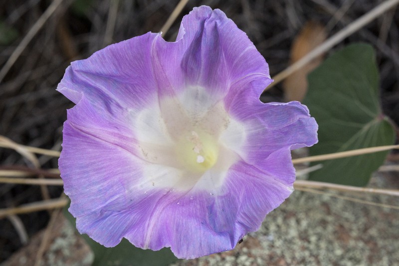 Ipomoea gilana photo 8