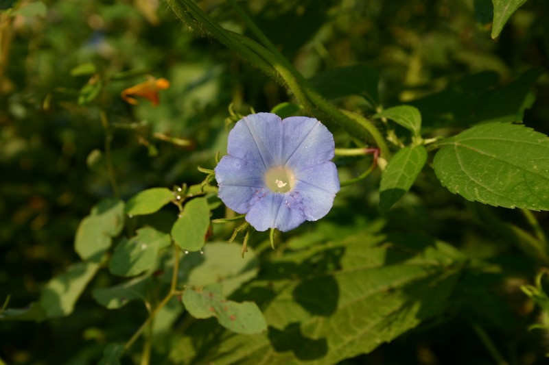 Ivyleaf Morning-Glory photo 2