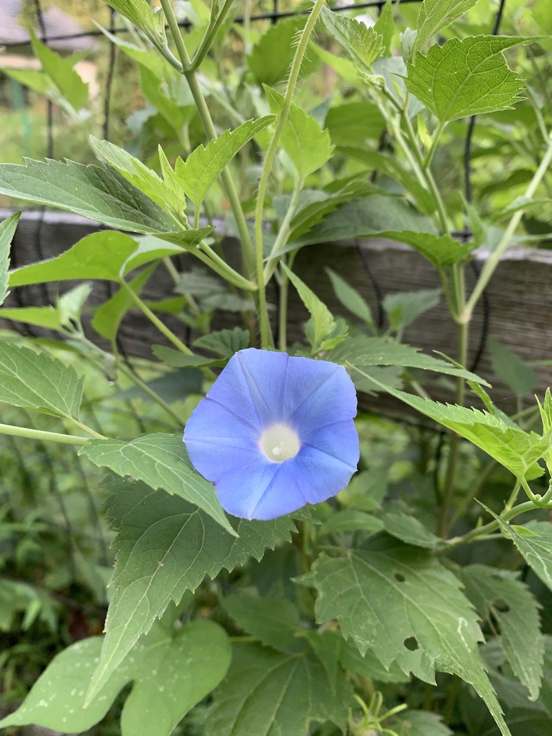 Ivyleaf Morning-Glory photo 3