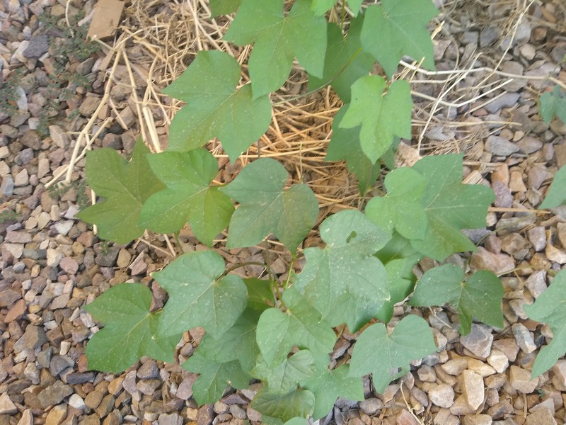 Ivyleaf Morning-Glory photo 4